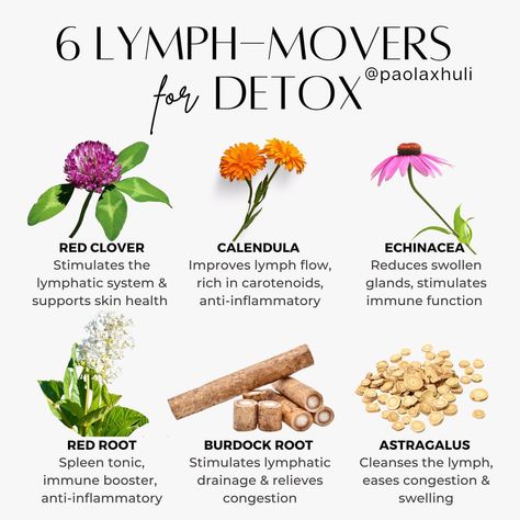 Paola | Gut Health, Detox & Lifestyle Medicine on Instagram: “These are 6 powerful herbs 🌿 that can be used to support lymph & skin drainage. 👉🏼 What herbs have you used to support your lymphatic…” Lymph Cleanse, Herbal Education, Herbal Remedies Recipes, Medical Herbs, Lymph Drainage, Magia Das Ervas, Magic Herbs, Herbal Recipes, Natural Healing Remedies