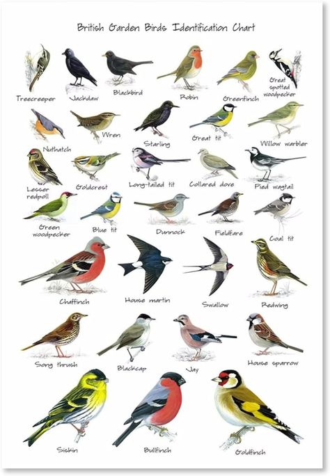 British Birds Identification, Uk Birds, Bird Identification, Birds Print, British Birds, Garden Birds, Painting Wall Art, Wall Art Canvas Painting, Bird Garden