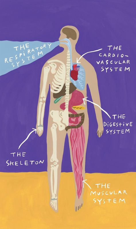 Medicine Illustration Art, Medical Illustration Design, Science Illustration Art, Human Body Illustration, Body Systems Project, Human Body Science Projects, Human Systems, Health Illustration, Medicine Illustration