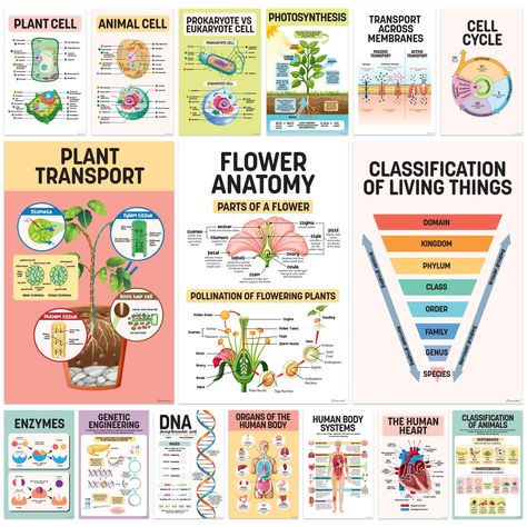 PRICES MAY VARY. EDUCATIONALLY DESIGNED POSTERS - 16 middle school science posters for classroom for kids that feature science biology concepts presented with detailed diagrams and illustrations, making it easy to understand science classroom posters middle school. COMPREHENSIVE COVERAGE - These science posters for classroom high school and science classroom decorations cover a wide range of biology topics, including cell poster, animal cell poster, plant cell poster, anatomy posters, and DNA bi Middle School Science Room Decor Classroom Ideas, How To Make A Poster For School Project, Biochemistry Poster, Science Poster Making Ideas, High School Biology Classroom Decor, Science Posters For Classroom, Agriculture Classroom Decorations, Biology Classroom Decor, Biology Classroom Decorations