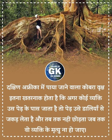 South African cobra tree facts in Hindi - world gk in Hindi #gk #genralknowledge #upsc #exams Country Facts In Hindi, Tree Facts, Facts In Hindi, Gk In Hindi, Country Facts, Baobab Tree, Save Trees, Animal Facts, South African