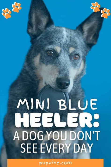 Mini Blue Heeler: A Dog You Don't See Every Day Mini Blue Heeler, Australian Cattle Dog Puppy, Aussie Cattle Dog, Best Apartment Dogs, Blue Heeler Puppies, Heeler Puppies, Blue Heelers, Blue Heeler Dogs, Breed Dogs