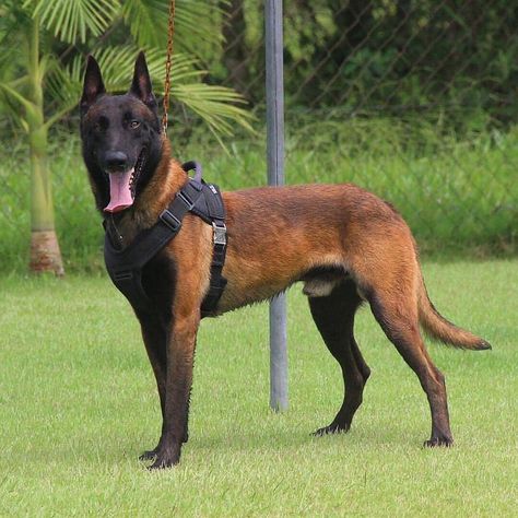 1,400 Me gusta, 11 comentarios - Your Dose Of Belgian Malinois (@malinois.universe) en Instagram: "Wow 😍 follow us @malinois.universe . . Credits: DM please . . . .  #malinoislife…" Malinois Training, Berger Malinois, Belgian Malinois Puppies, Belgium Malinois, Malinois Puppies, Dog Poems, Belgian Sheepdog, Belgian Malinois Dog, Malinois Dog