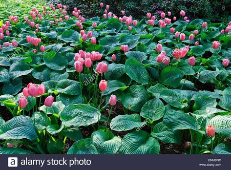 Tulips under hostas Tulip Garden, Long Lake, Tulips Garden, Patio Garden, Garden Ideas, Flower Garden, Tulips, Landscaping, Lake