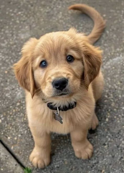 Golden Puppies, Cute Dogs Images, Cute Dog Photos, Cute Animals Puppies, Very Cute Dogs, Cute Dog Pictures, Golden Retriever Puppy, Dogs Golden Retriever