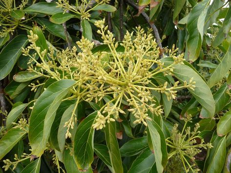 Avocado Flower Buds Avocado Flower, Million Flowers, Types Of Bees, Wild Bees, Wind Break, Avocado Tree, Stuffed Avocado Healthy, Garden Vegetables, Flower Bud