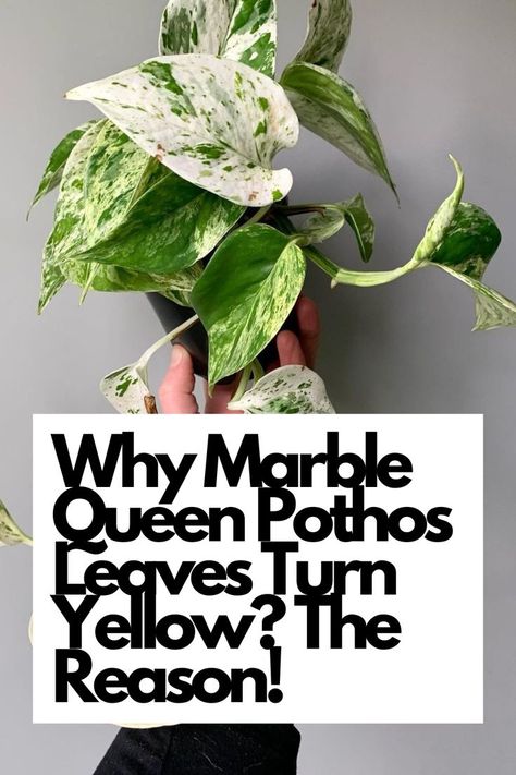 Uncover the mystery behind yellowing leaves on your Marble Queen Pothos with our informative guide! Delve into the reasons behind this common issue and discover practical solutions. From light intensity to watering habits, we'll help you troubleshoot and address the underlying causes of yellowing foliage. IG Photo by: wildwood_plantlife Marble Queen, Marble Queen Pothos, Lucky Plant, Yellow Marble, Growing Veggies, Pothos Plant, Yellow Leaves, Growing Indoors, Potting Soil