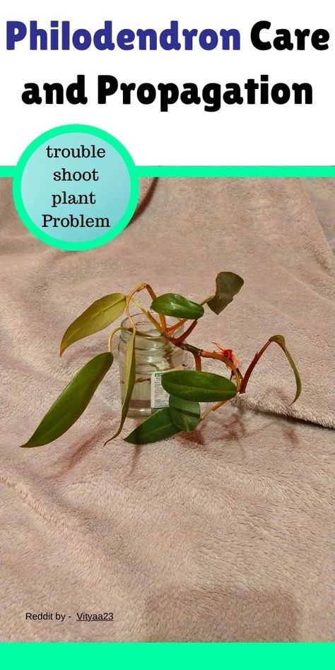 "propagating philodendron, philodendron propagation, propagating plants, 
plant propagation, soil propagation, water propagation, growing 
philodendron, philodendron care, indoor plants, houseplant propagation, 
gardening tips, plant parenting" How To Propagate Philodendron, Philodendron Propagation, Propagate Philodendron, Water Propagation, Philodendron Plant, Plant Collection, Step Guide, Soil, Growing Up