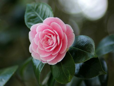 Camellia japonica – Japanese Camellia, Rose of Winter → Plant profile and more photos at: http://worldoffloweringplants.com/camellia-japonica-japanese-camellia-rose-winter/ Camellia Pink, Japanese Camellia, Rose Plant Care, Camellia Japonica, Winter Plants, Camellia Flower, Flower Names, Language Of Flowers, Beautiful Flowers Wallpapers