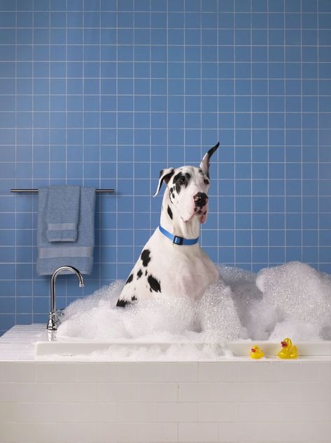 Dogs Ears, Dog Swimming, Dog Smells, Dog Wash, Pet Shampoo, Dog Photograph, Dog Bath, Pet Odors, Dog Shampoo