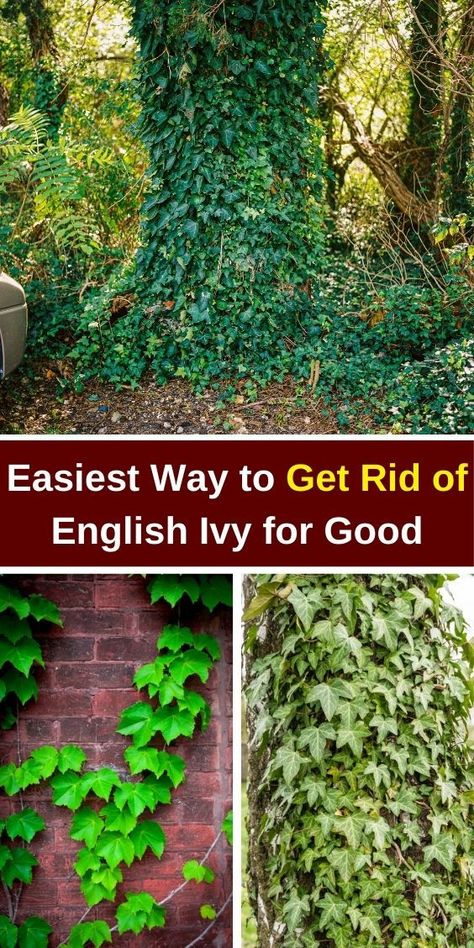 "Discover the easiest way to get rid of English Ivy for good! This guide covers effective methods on how to remove ivy ground cover and eliminate the invasive English Ivy plant from your yard. Learn practical garden remedies to tackle ivy vine growth and restore your landscape. Say goodbye to unwanted English Ivy and enjoy a beautiful, ivy-free garden! Perfect for anyone looking to get rid of ivy in their yard." Ivy Ground Cover, English Ivy Plant, Ivy Plant, Practical Garden, Garden Remedies, Hedera Helix, Ivy Vine, Ivy Plants, English Ivy