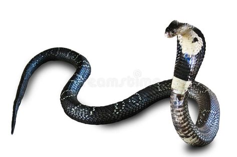 Cobra snake isolated on white back ground. Cobra snake most dangerous in the wor , #Affiliate, #isolated, #snake, #Cobra, #white, #world #ad Snake Tail, Two Puppies, Cobra Snake, Money Design, Back Ground, Animals Images, Snakes, Spirit Animal, Reptiles