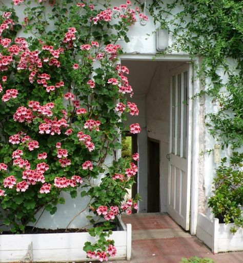 Please Don't Call Them Geraniums - Gardenista these are pelargoniums...outside in summer, grow inside in winter Hill Landscape Ideas, Growing Geraniums, Geraniums Garden, Spring Perfume, Hydrangea Petiolaris, Geranium Plant, Fence Options, Summer House Garden, Perennial Shrubs