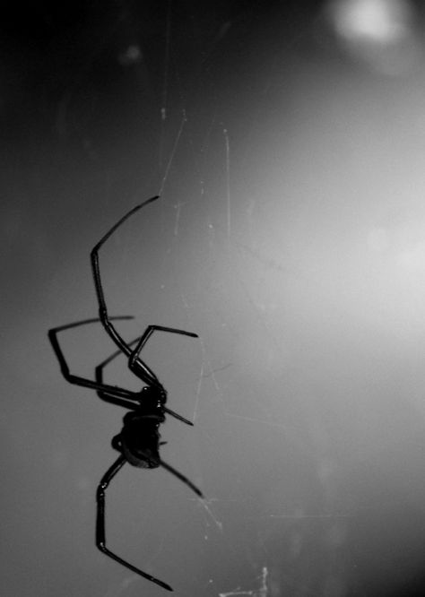 Spiders Astethic, Coraline Athstetic, Black Spider Aesthetic, Lolth Drow Aesthetic, Black Widow Spider Aesthetic, Spiders Aesthetic, Kaine Parker, Aesthetic Spider, Spider Aesthetic