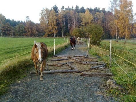 Paddock Paradise Ideas, Paddock Trail, Horse Farm Ideas, Horse Paddock, Paddock Paradise, Dream Horse Barns, Farm Layout, Horse Trail, Horse Property