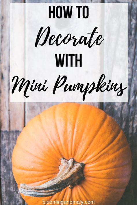 It's that time of year to think about what to do with all those mini pumpkins you bought or grew in your garden. This post contains some great decoration ideas  if you aren't sure where to put those mini pumpkins. Read more in this post! #pumpkins #halloween #holidays Mini Pumpkin Display, Small Pumpkin Decorating Ideas, Mini Pumpkin Decorating Ideas, Small Pumpkin Designs, Mini Pumpkins Decor, Pumpkin Arrangements, Pumpkin Display, Urban Gardens, Pumpkin Door