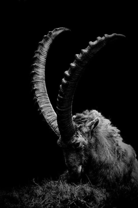 #capricorn Adler Tattoo, Black Phillip, Capricorn Moon, Arte Obscura, Arte Horror, 인물 사진, Halloween Wallpaper, An Animal, Dark Aesthetic