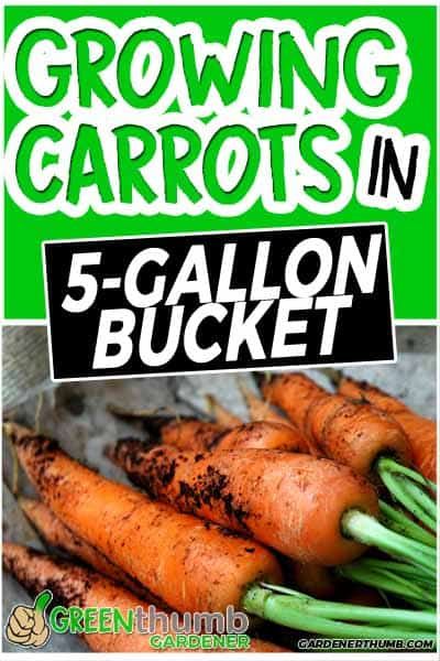 Growing carrots in containers and 5 gallon buckets are a great idea to get into container gardening.  Carrot growing is one of the cornerstones of vegetable gardening, so definitely include carrots in the mix.  Follow these tips & techniques to grow.  #containergarden #growingcarrots #5gallonbucketideas Container Carrots How To Grow, How To Grow Carrots In A Pot, How To Plant Carrots In Containers, Planting Carrots In Fall, Growing Carrots In Buckets, Grow Carrots In Container, Growing Carrots In Grow Bags, What To Grow In 5 Gallon Buckets, Planting Carrots In Containers