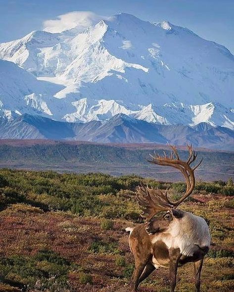 The Alaska Life on Instagram: “What do you think is more impressive, the mountain or the caribou?! 😳 🔥 Photo by Milo Burcham #alaska #thealaskalife #denali #mckinley…” Denali Alaska, Alaska Wildlife, Image Nature, Denali National Park, Mule Deer, Manx, Alaska Travel, Alam Yang Indah, Pics Art