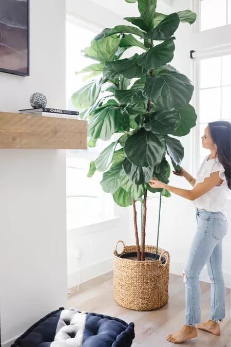 Indoor Fig Trees, Fig Leaf Tree, Tree Planters, Fiddle Leaf Fig Tree, Basket Uses, Decorative Basket, Fig Leaves, Fiddle Leaf, Fiddle Leaf Fig