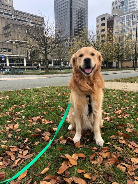 Walking Golden Retriever, Jamie Bennett, Dog City, Walking Dogs, Walking City, City Vibes, City Dog, Nyc Aesthetic, Sunset City