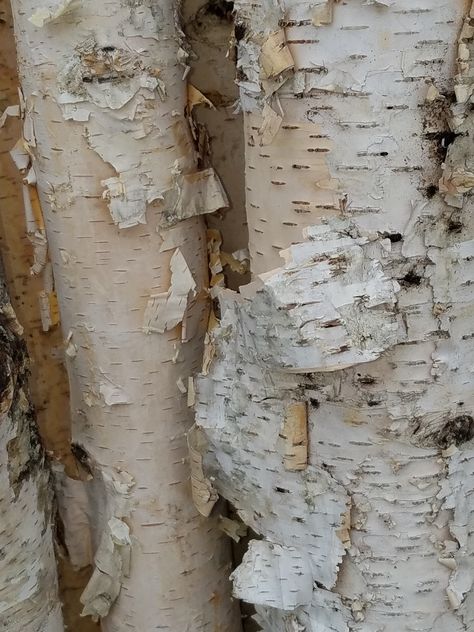 Birch Aesthetic, Fall Mood Board, Light Spring, Birch Bark, Birch Tree, Tree Bark, Abstract Painting Acrylic, Winter Garden, Spring And Fall