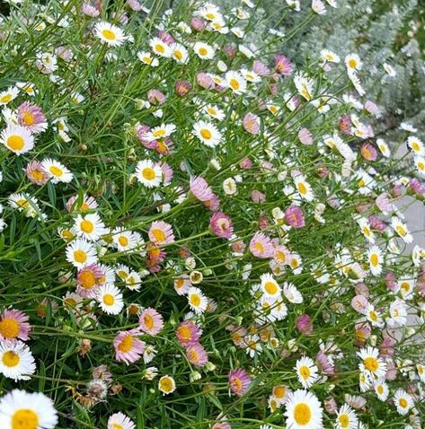 Seaside Daisy, Cement House, Plant Notes, Beach Backyard, Year Goals, Flower Picture, Garden Balcony, Plant Ideas, Table Ideas