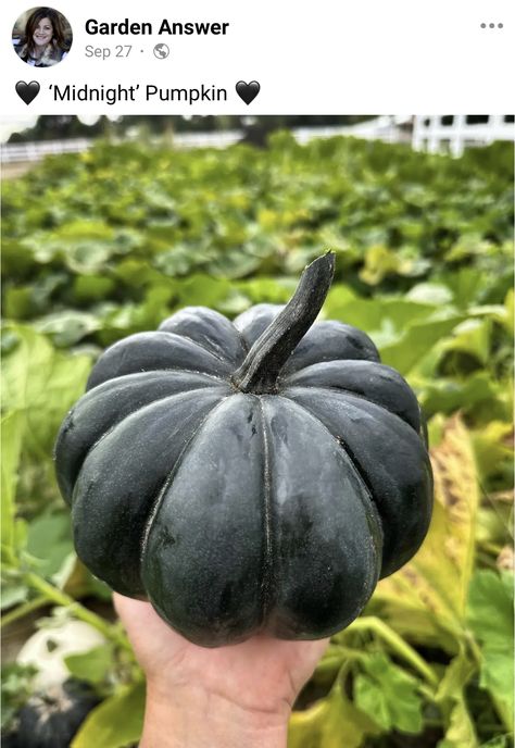 Midnight Pumpkin, Garden Answer, Plants, 10 Things