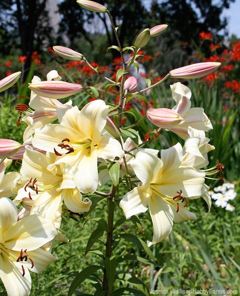 6 Lily Types to Beautify Your Garden - Photo by Jessica Walliser (HobbyFarms.com) Lily Types, Different Types Of Lilies, Growing Lilies, Hobby Lobby Wall Art, Types Of Lilies, Trumpet Lily, Summer Flowering Bulbs, Container Garden Design, Daffodil Bulbs