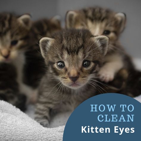 Kittens are adorable, but they can also be very messy. They are also prone to all sorts of eye issues and urinary tract infections (URI). If your kitten is having trouble grooming, here is what you can do to help them keep their eyes clean and clear. Kitten Advice, Kitten Eye Infection, Cat Pregnancy, Fostering Kittens, Kitten Lady, Raising Kittens, Kitten Eyes, Rescue Kittens, Cats Eyes