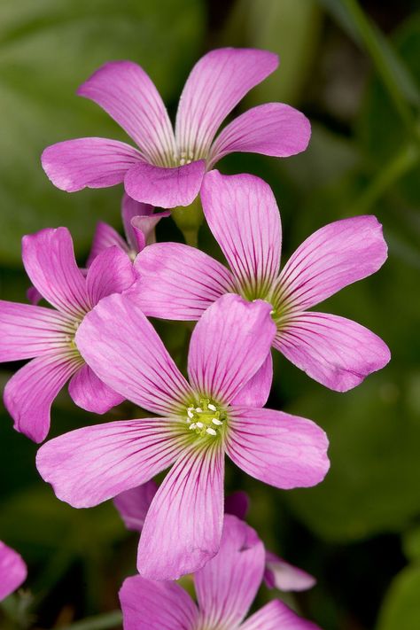 Wood Sorrel, Oxalis sp. Sorrel Flower, Wood Sorrel, Desert Garden, Blooming Flowers, Flower Shape, Geraniums, Perennials, Planting Flowers, Wild Flowers