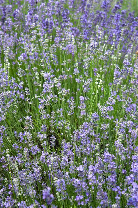 Lavender Garden Ideas, Mindfulness Garden, Lavender Munstead, Lavender Backyard, Growing Lavender From Seed, Types Of Lavender Plants, Lavender Plant Care, Munstead Lavender, Creative Garden Ideas