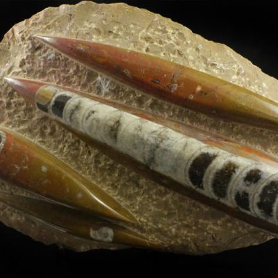 Orthoceras Fossil Specimen Earth Zodiac Signs, Crystal Healing Properties, Capricorn Virgo, Zodiac Signs Capricorn, Fossilized Coral, Mineral Jewelry, Sedimentary Rocks, Fossil Jewelry, Crystals Healing Properties