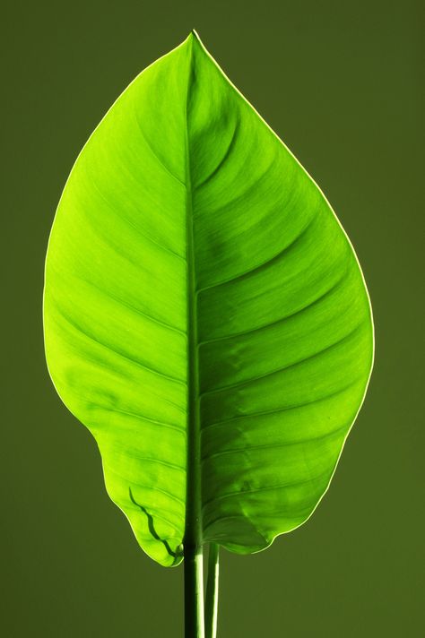 Green leaf Prime Colors, Big Plants, Big Leaves, Frame Gallery, Photo Frame Gallery, Green Leaf, World Of Color, Green Leaves, My Home