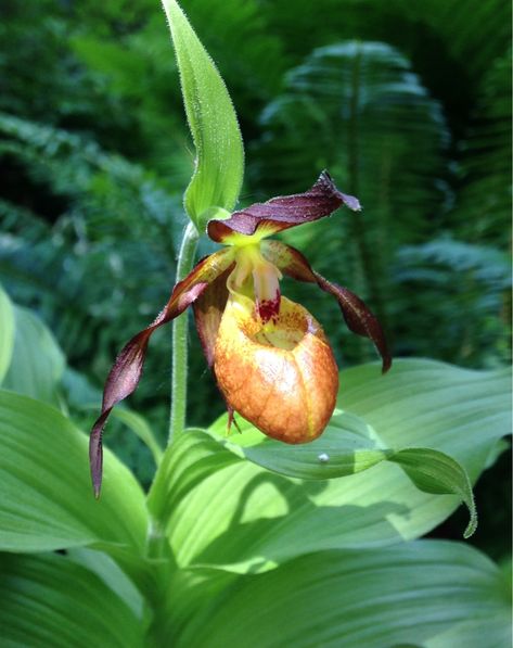 Cyps in Spokane 2015 - Slippertalk Orchid Forum- The best slipper orchid forum for paph, phrag and other lady slipper orchid discussion! Lady Slipper Orchid, Types Of Orchids, Strange Flowers, Rare Orchids, Belle Nature, Orchid Care, Beautiful Orchids, Rare Flowers, Orchid Plants