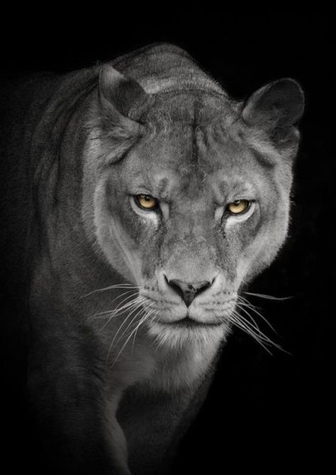 Lioness Images, Lioness Quotes, Female Lion Tattoo, Tattoo Lion, Lioness Tattoo, Here Kitty Kitty, Female Lion, Lion Drawing, Lion And Lioness