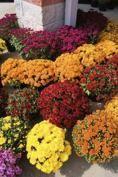 Summer Planters, Flowering Kale, Mum Flowers, Fall Flowers Garden, Fall Landscaping, Planting Mums, Summer Planter, Ornamental Cabbage, Fall Mums