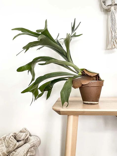 Stag Horn Fern Care, Indoor Ferns Houseplant, Elk Horn Fern, Stag Horn Fern, Staghorn Fern Care, Staghorn Plant, Staghorn Fern Mount, Elkhorn Fern, Fern Care