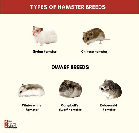 Here are all the hamsters breeds that are domesticated. there are only 5 breeds of hamsters that are domesticated. Hamster Breeds, Hamster Life, Hamster Care, Hamsters, Art