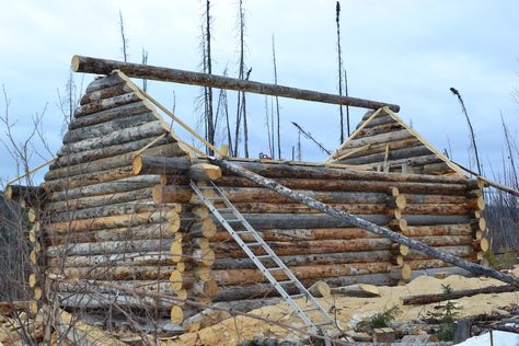 Log Cabin Construction, Log Cabin Build, Diy Log Cabin Plans, Building Log Cabin, Trapper Cabin, Log Cabin Building, Skills Everyone Should Know, Trappers Cabin, Log Building