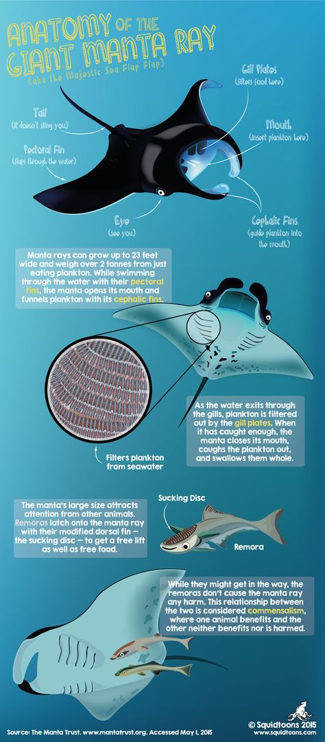 Anatomy of the Manta Ray Giant Manta Ray, Oceanography Marine Biology, Giant Manta, Fishing Basics, Manta Rays, Marine Biologist, Animal Science, Oceanography, Manta Ray