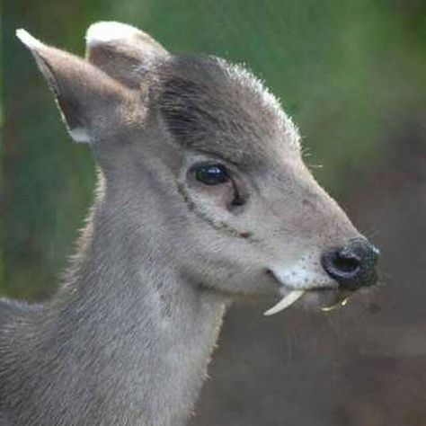 Deer Moodboard, Deer With Fangs, Fanged Deer, Deer Sanctuary, Tufted Deer, Deer Reference, Extraordinary Animals, Random Animals, Deer Species