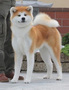 Akita Dog Japanese, Hachiko Dog, Dog Akita, Akita Inu Dog, Akita Inu Puppy, Japanese Dog Breeds, Japanese Dog, Japanese Akita, Akita Puppies