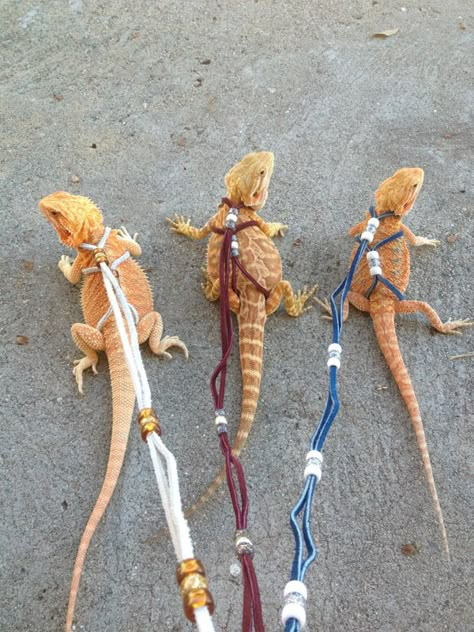 Bearded Dragon Harness, Bearded Dragon, Lizards, Google Search