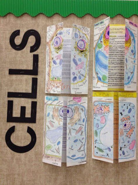 Science Cells, Plant And Animal Cells, Cells Project, Biology Classroom, 7th Grade Science, High School Biology, 8th Grade Science, Interactive Science, Science Notebooks