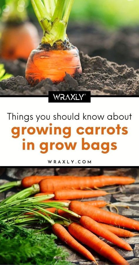 Vegetable Container Garden, Planting Carrots, Carrot Varieties, Grow Carrots, How To Plant Carrots, Growing Carrots, When To Plant Vegetables, Bucket Gardening, Plant Bags