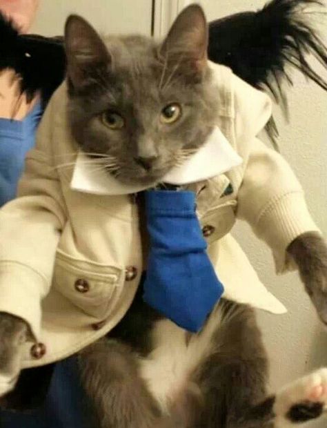 Catstie Kitty (: Supernatural Cosplay, Supernatural Jensen, Angel Cat, Supernatural Funny, Great Love Stories, Supernatural Fandom, Pet Costumes, Cute Cats And Dogs, Castiel