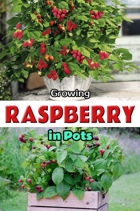 Raspberry In Pots, Grow Raspberries In Pots, Raspberry Plants In Pots, Raspberry Planting Ideas, Raspberries In Pots, Growing Berries, Planting Fruit, Pot Gardening, Raspberry Bush