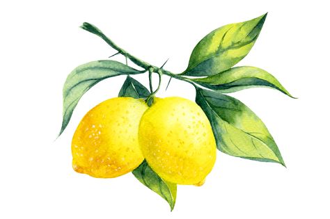 lemon | My Envy Blog Lemon Clipart, Lemon Branch, Watercolor Lemon, Lemon Watercolor, Lemon Painting, Lemon Art, Watercolor Fruit, Lemon Decor, 수채화 그림