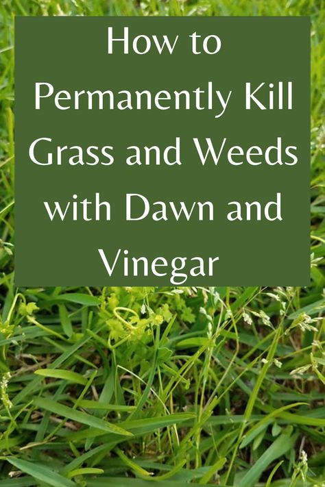 Learn how to permanently kill grass and weeds with vinegar and Dawn. This natural, homemade weed killer is an effective and affordable solution for maintaining a weed-free lawn and garden. #HomeIdeas #InteriorDesign #HomeDecor #DecorTips #HomeInspiration #HomeStyle #DecorInspiration #InteriorInspo #HomeDecorating #HouseGoals Kill Grass And Weeds, Kill Grass, Kill Weeds Naturally, Killing Weeds, Grass Weeds, Garden Hacks Diy, Garden Remedies, Weeds In Lawn, Lawn Care Tips